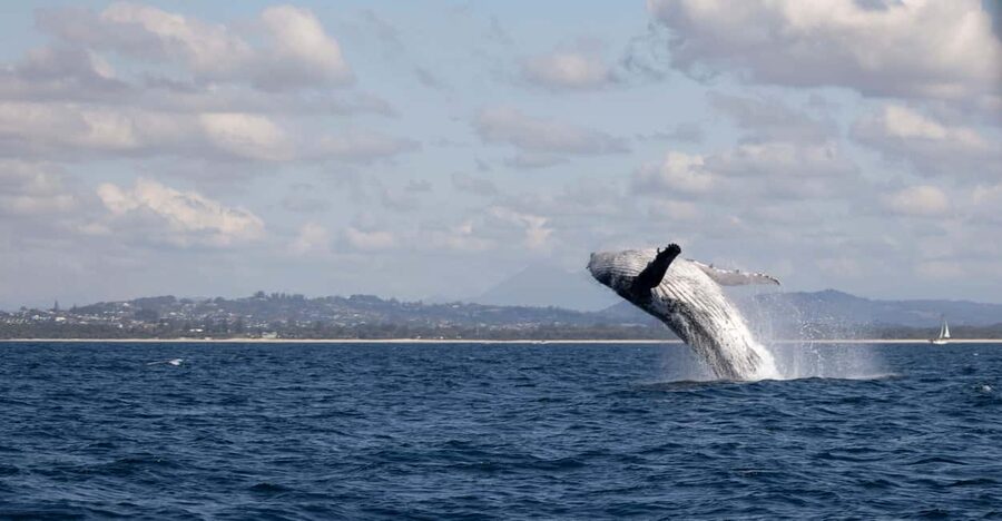 Gold Coast/Coolangatta: Whale Watching with Marine Biologist - Big Blue from Tweed Heads: a close-up whale trip