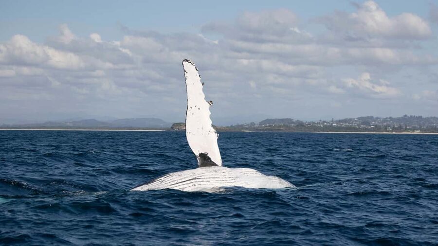 Gold Coast/Coolangatta: Whale Watching with Marine Biologist - The first stretch: leaving the public jetty