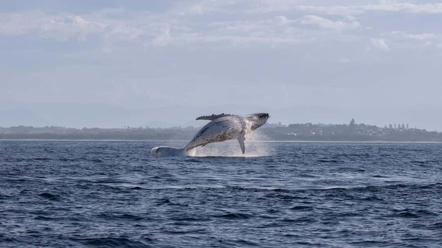 Gold Coast/Coolangatta: Whale Watching with Marine Biologist - The main event: watching humpback whales