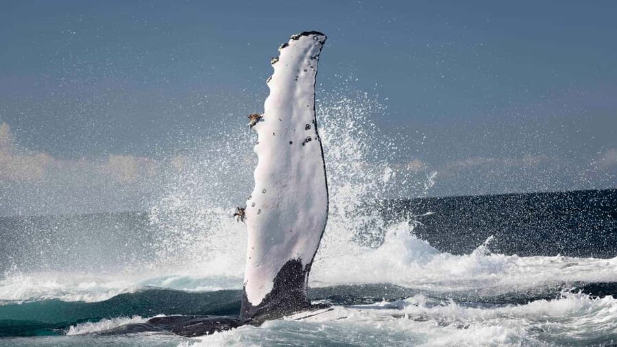 Gold Coast/Coolangatta: Whale Watching with Marine Biologist - Jill’s marine biology commentary