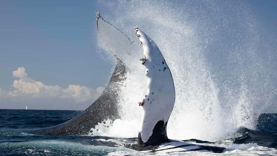 Gold Coast/Coolangatta: Whale Watching with Marine Biologist - Why May through November is whale season