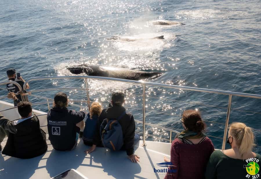 Gold Coast: Luxury Whale Watching Tour - Key points to know before you book