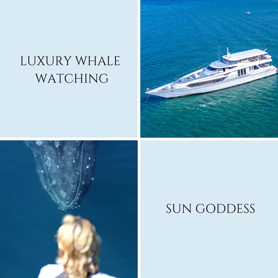 Gold Coast: Luxury Whale Watching Tour - Who will enjoy this cruise most?