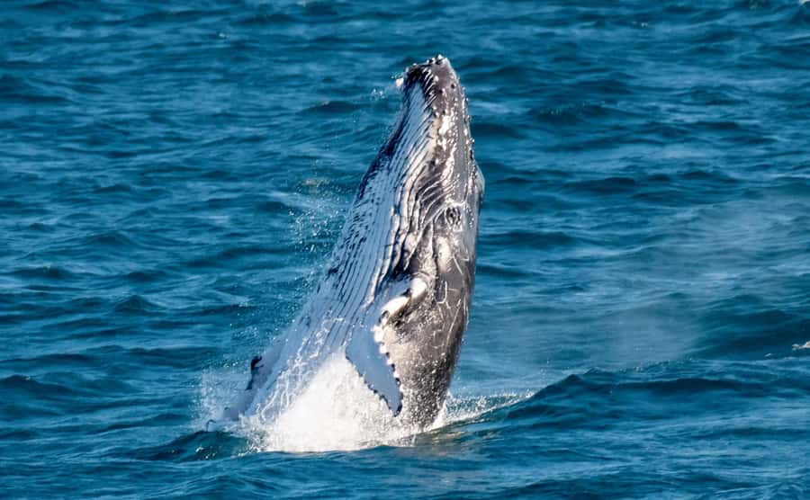 Gold Coast: Luxury Whale Watching Tour - The whale search and what you may see