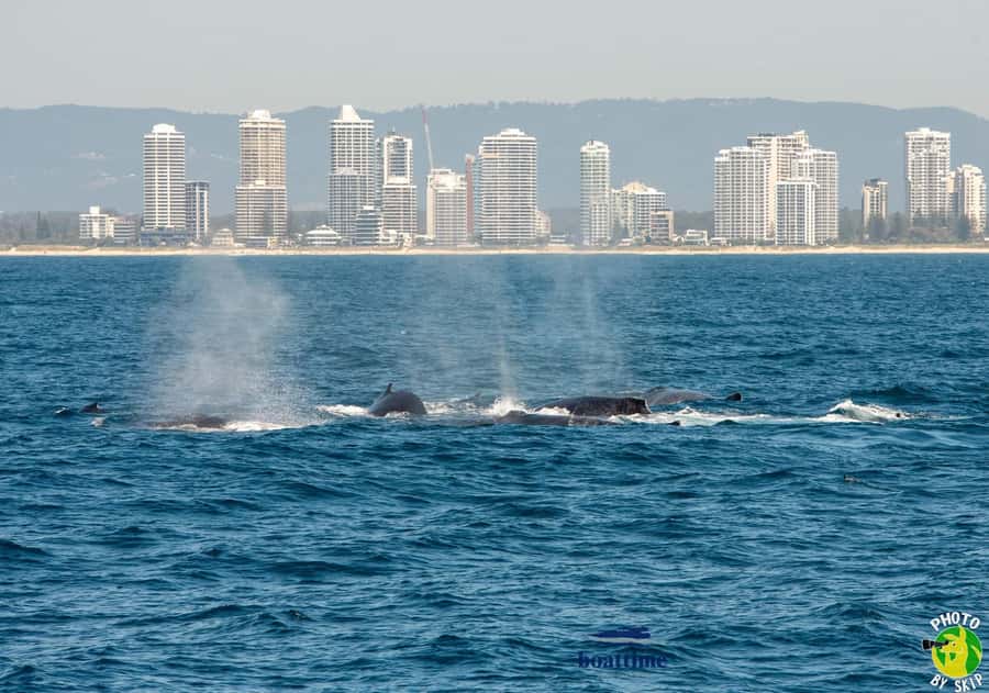 Gold Coast: Luxury Whale Watching Tour - Marine biologist commentary that adds purpose