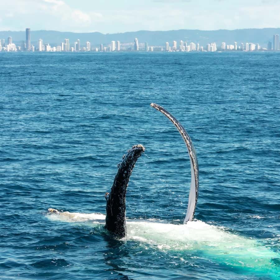 Gold Coast: Luxury Whale Watching Tour - Coffee, snacks, and family touches