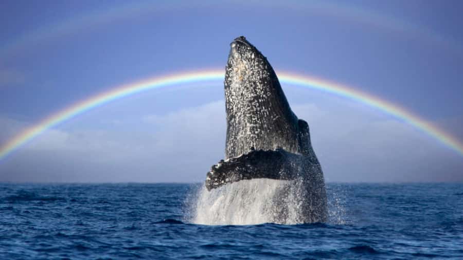 Gold Coast: Luxury Whale Watching Tour - Is $53 good value?