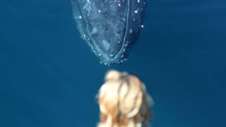 Gold Coast: Luxury Whale Watching Tour - Morning or afternoon departure?