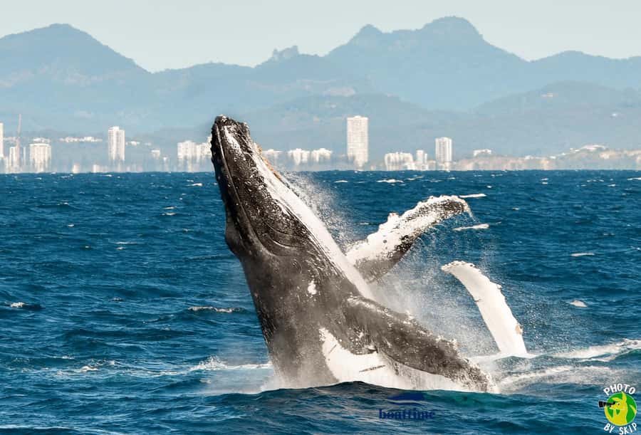 Gold Coast: Luxury Whale Watching Tour - Weather, comfort, and motion sickness