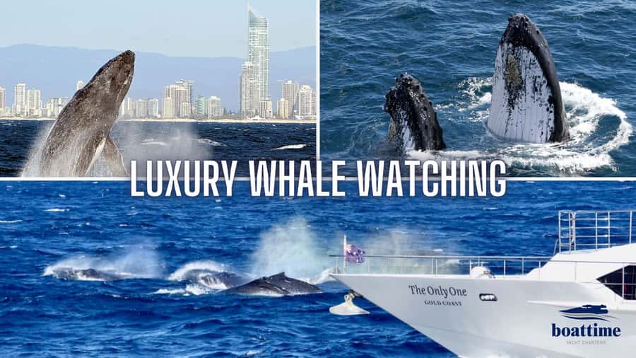 Gold Coast: Luxury Whale Watching Tour - What the Sun Goddess feels like on the water