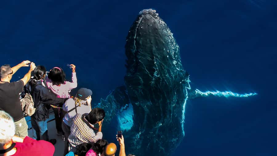 Gold Coast: Premium Whale Watching Cruise - From Sea World Cruise Terminal to open water