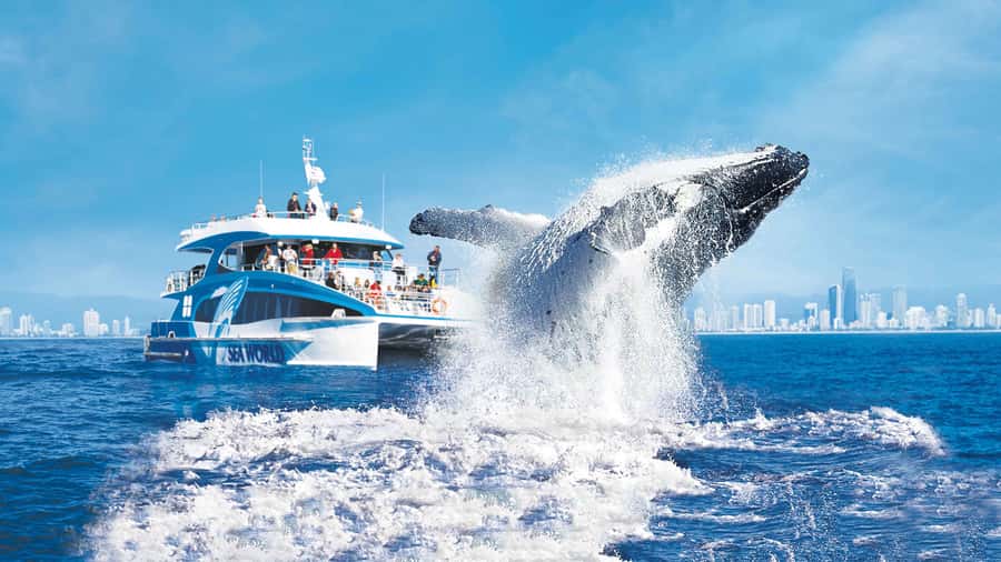 Gold Coast: Premium Whale Watching Cruise - What the whale-watching time feels like