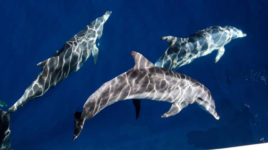 Gold Coast: Premium Whale Watching Cruise - The boat, viewing areas, and Captain’s Lounge