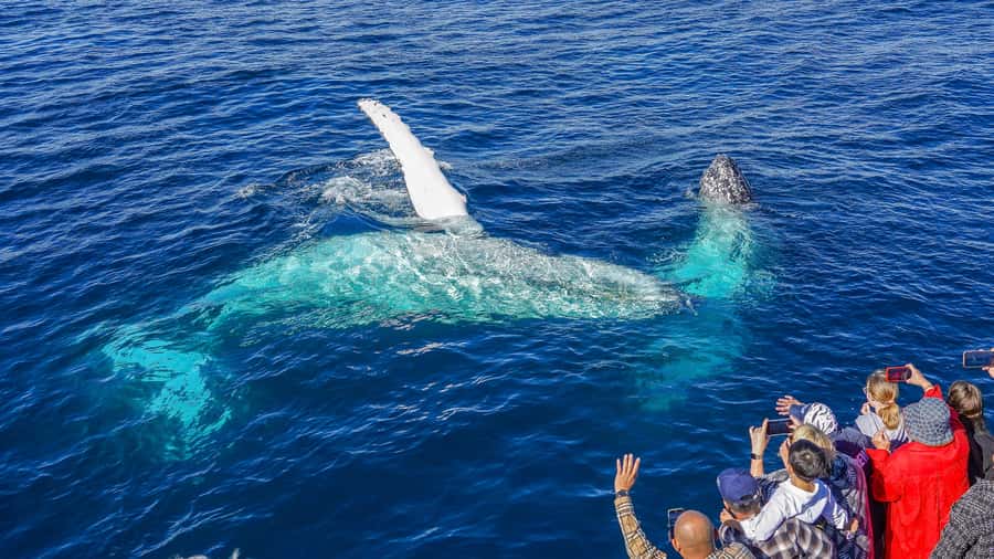 Gold Coast: Premium Whale Watching Cruise - How much value you get for $63