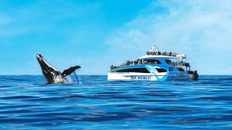 Gold Coast: Premium Whale Watching Cruise - Why the Humpback Highway matters