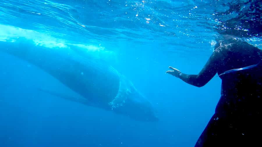 Gold Coast: Swim with Whales - A whale encounter built around patience