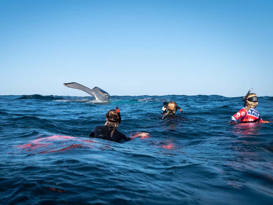 Gold Coast: Swim with Whales - Meeting at Chinderah Bay Drive