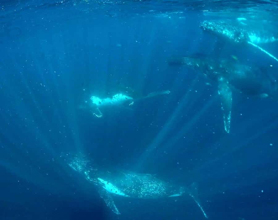 Gold Coast: Swim with Whales - Three hours around the Gold Coast whales