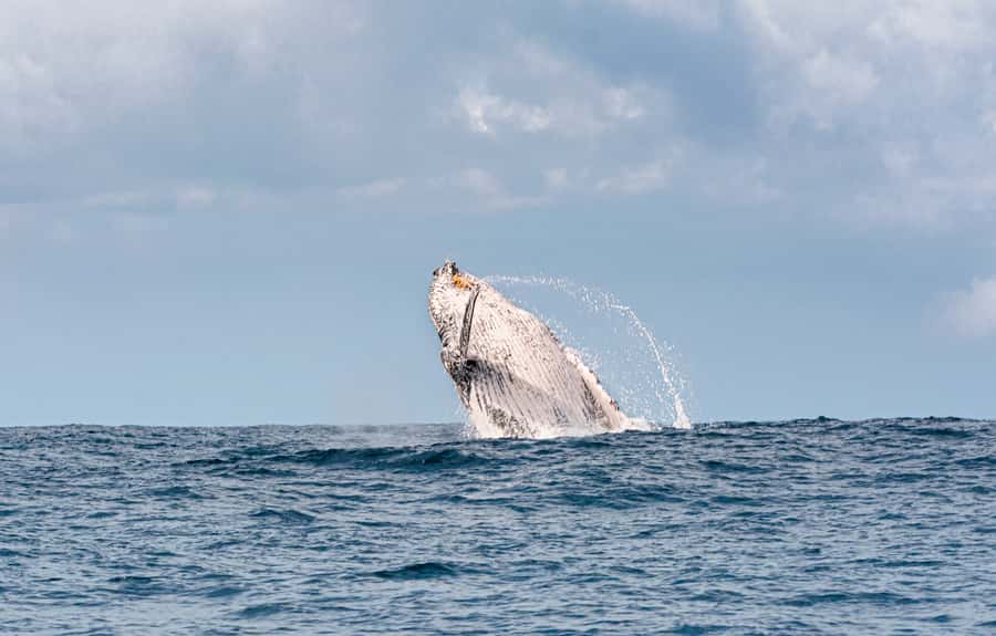 Gold Coast: Swim with Whales - The crew and the soft in-water method