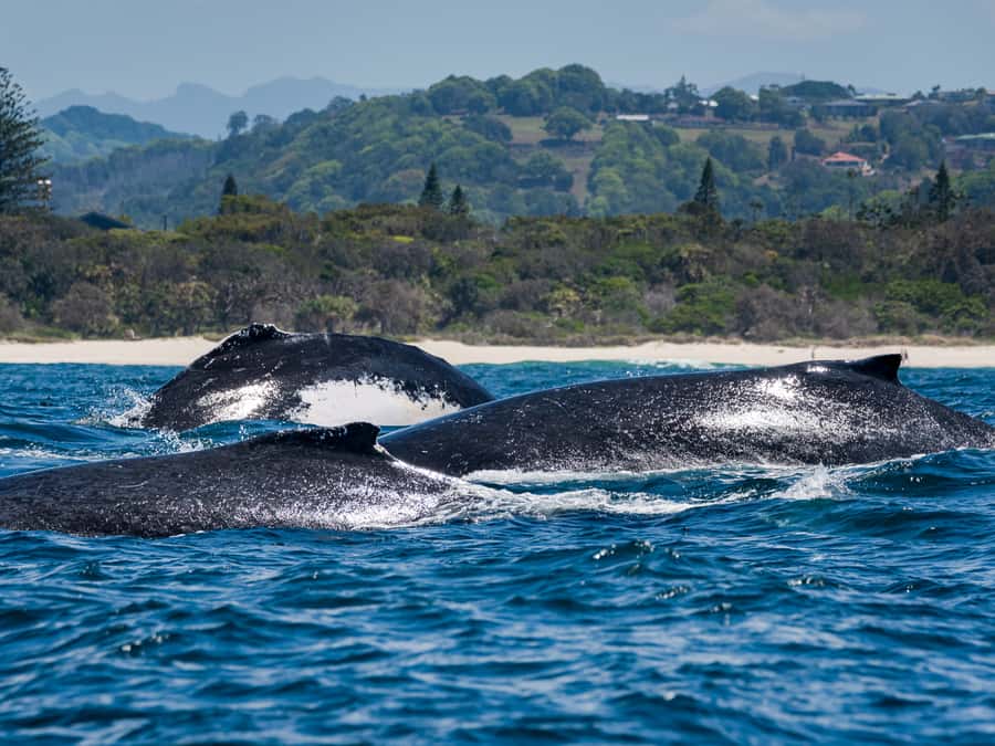 Gold Coast: Swim with Whales - What to pack for a changeable day