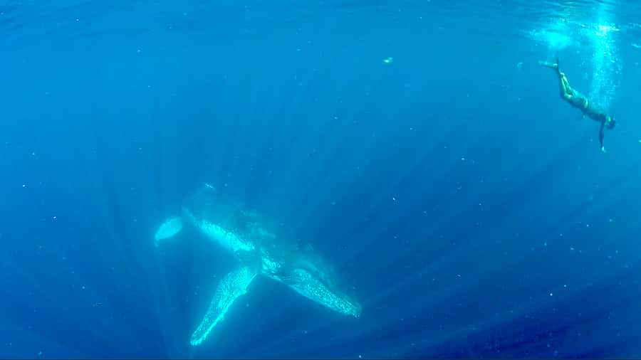 Gold Coast: Swim with Whales - Who should book this experience?