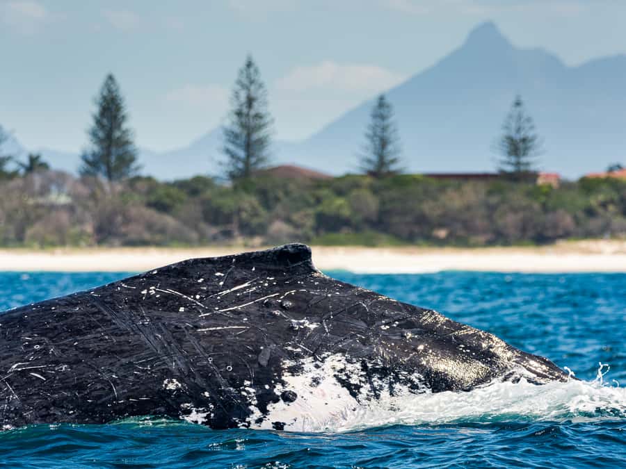 Gold Coast: Swim with Whales - Timing, refunds, and practical value