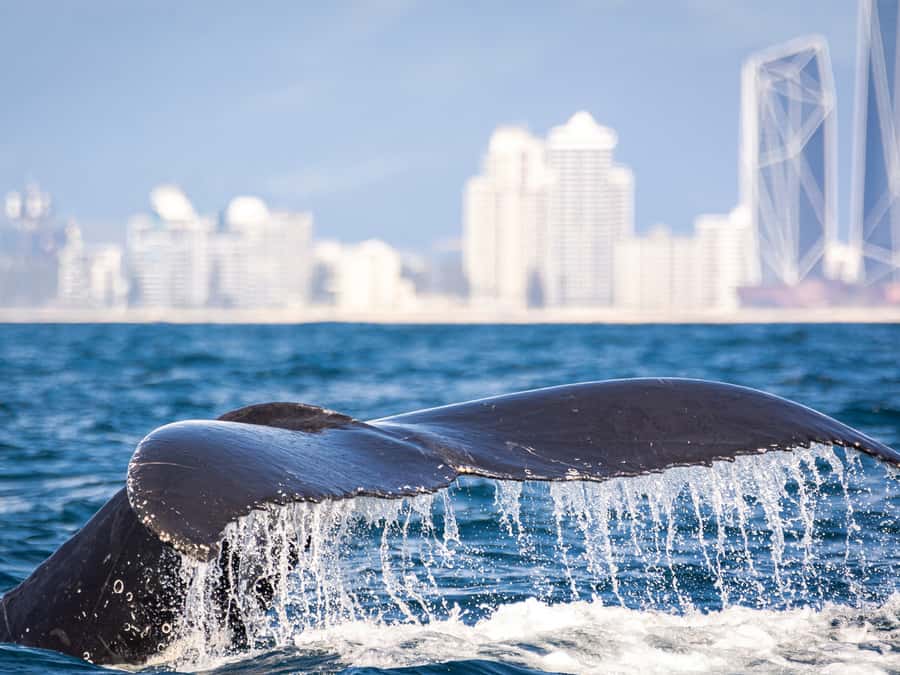 Gold Coast: Swim with Whales - My final call on the Gold Coast whale swim