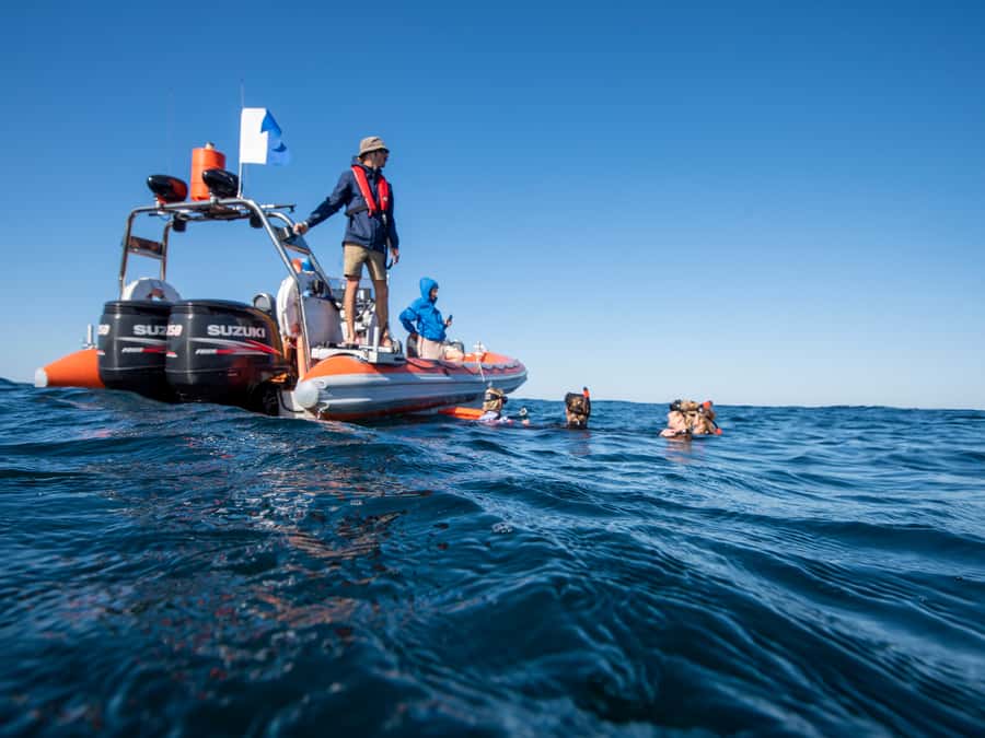Gold Coast: Swim with Whales - Timing, conditions, and the practical details