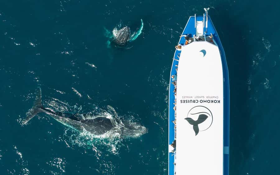 Gold Coast Whale Experience - Gold Coast whale watching at a glance