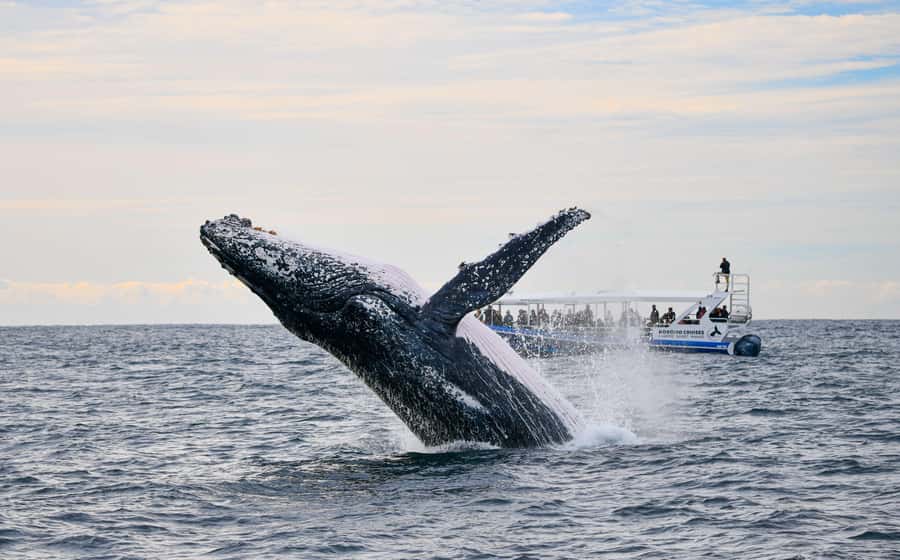 Gold Coast Whale Experience - Setting out from Main Beach