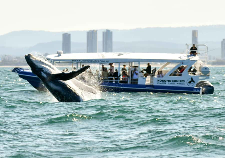 Gold Coast Whale Experience - Finding the humpback whales on the Whale Highway