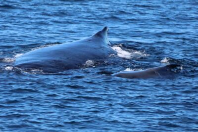 Gold Coast Whale Experience