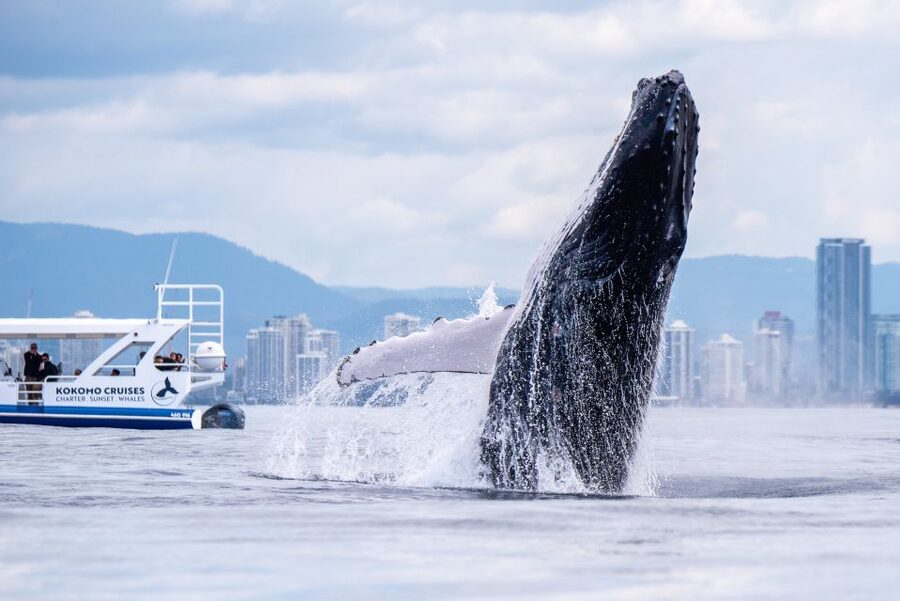 Gold Coast Whale Experience - What the live commentary adds