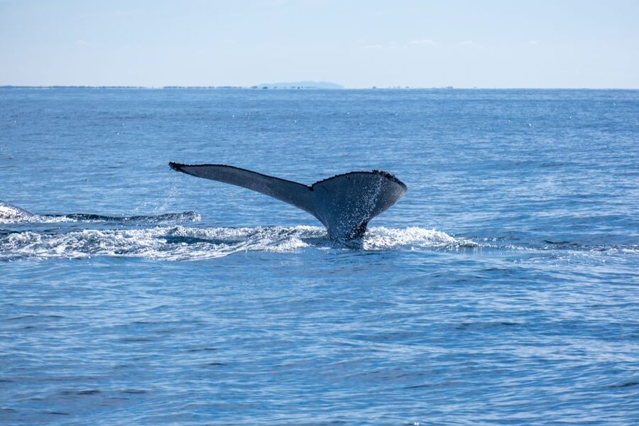 Gold Coast Whale Experience - Dolphins, turtles, seabirds, and the rest of the marine life