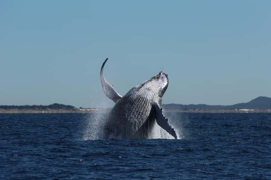 Gold Coast Whale Experience - The boat, comfort, and motion on the open sea