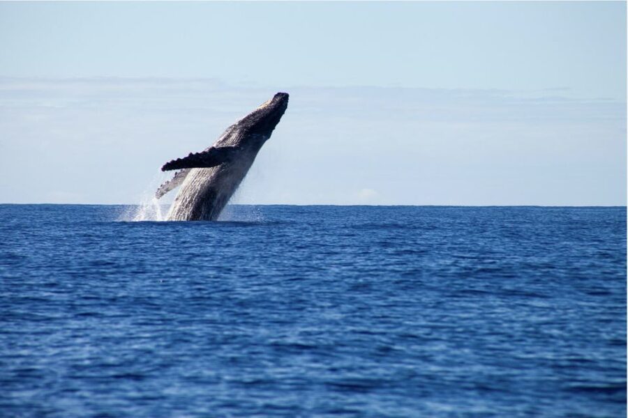 Gold Coast Whale Experience - Is $62 a fair price?
