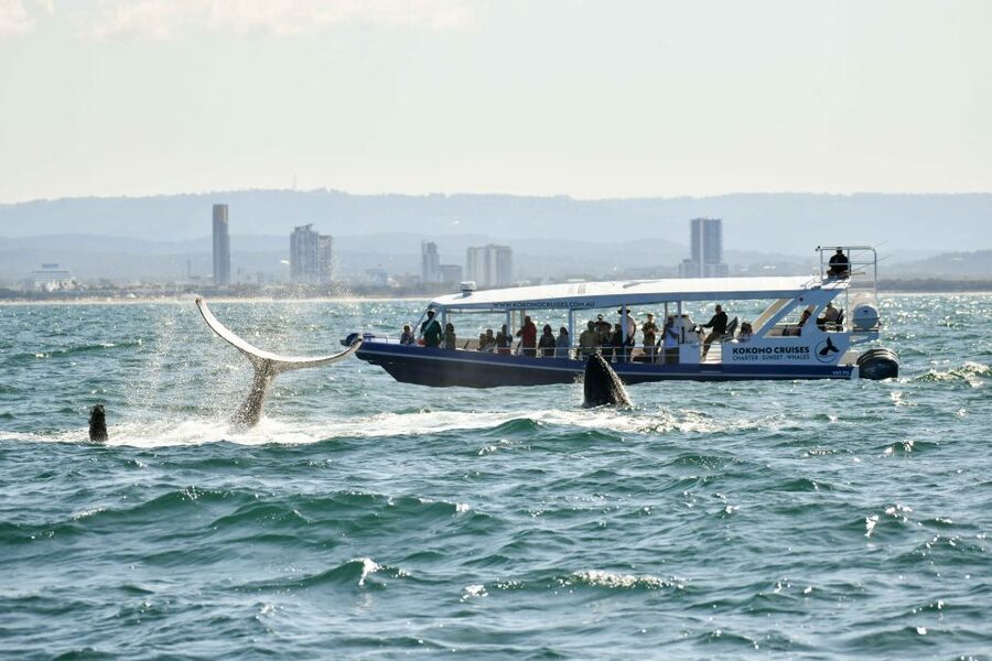 Gold Coast Whale Experience - Who will enjoy this cruise most?