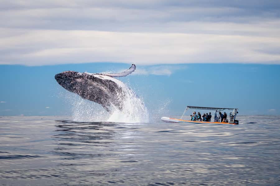 Gold Coast: Whale Watching - Five things to know before you book