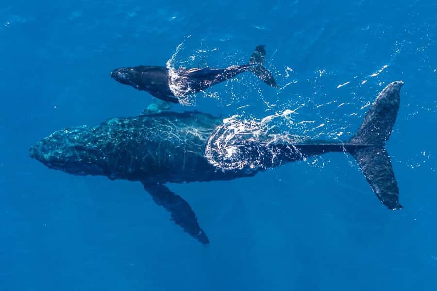 Gold Coast: Whale Watching - Why this Gold Coast whale watch feels different