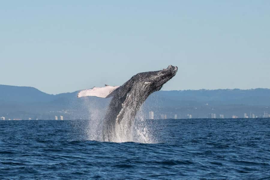 Gold Coast: Whale Watching - The short New South Wales coastal cruise