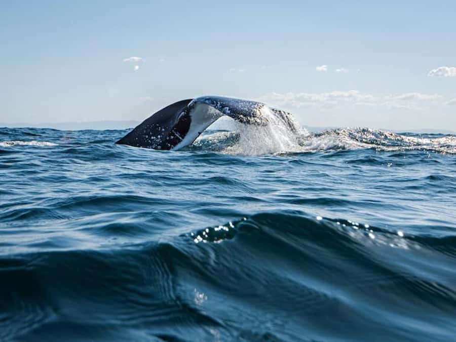 Gold Coast: Whale Watching - Two hours of whale watching off the Gold Coast