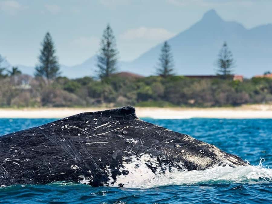 Gold Coast: Whale Watching - What the $84 price gets you