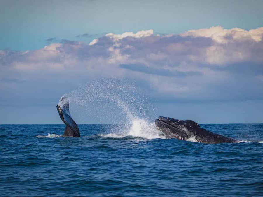 Gold Coast: Whale Watching - What the early feedback tells you