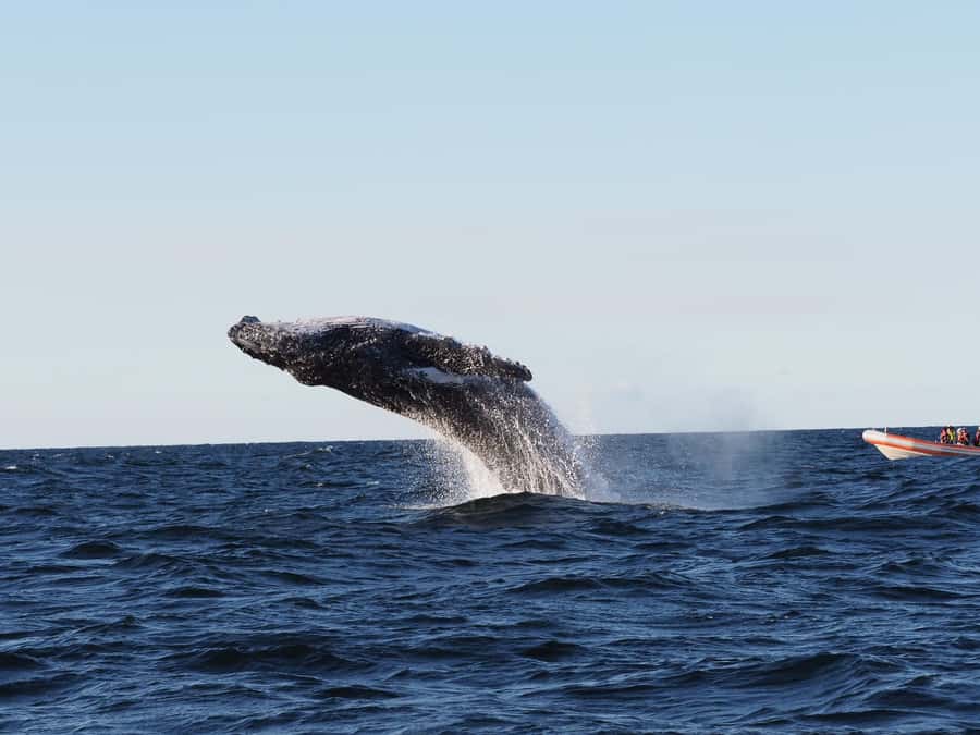 Gold Coast: Whale Watching - What to pack and what to leave behind