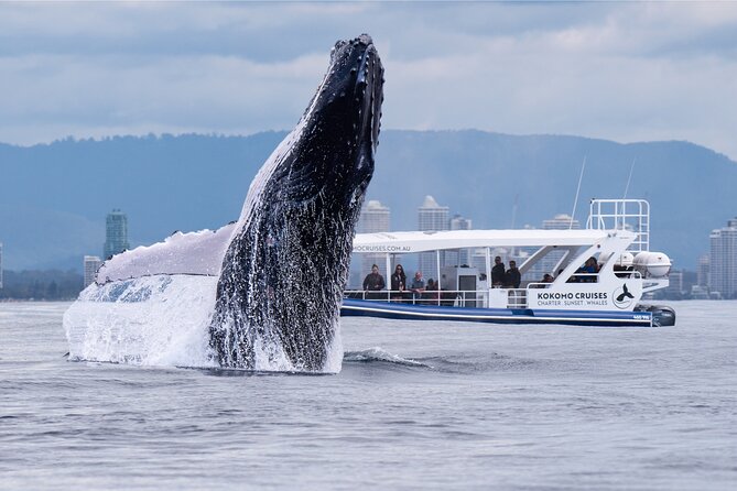 Gold Coast Whale Watching Cruise - Five things to know before you book