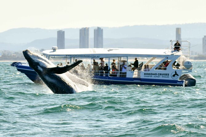 Gold Coast Whale Watching Cruise - Why the 360-degree boat design matters