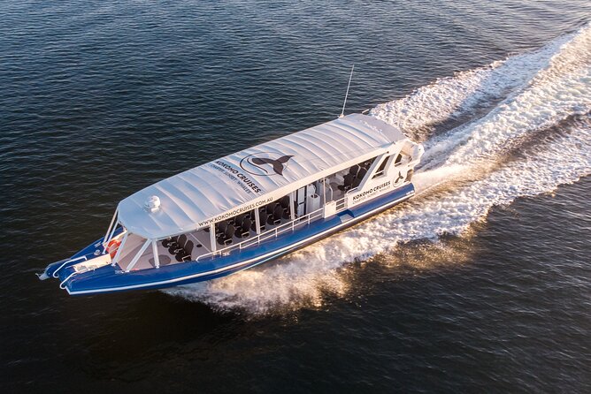 Gold Coast Whale Watching Cruise - Commentary that adds meaning to the sightings