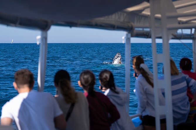 Gold Coast Whale Watching Cruise - What the full 2.5 hours feels like