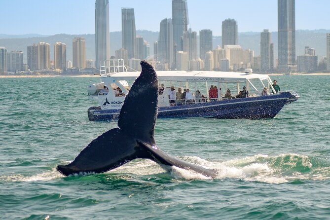 Gold Coast Whale Watching Cruise - The best and less ideal parts of the experience