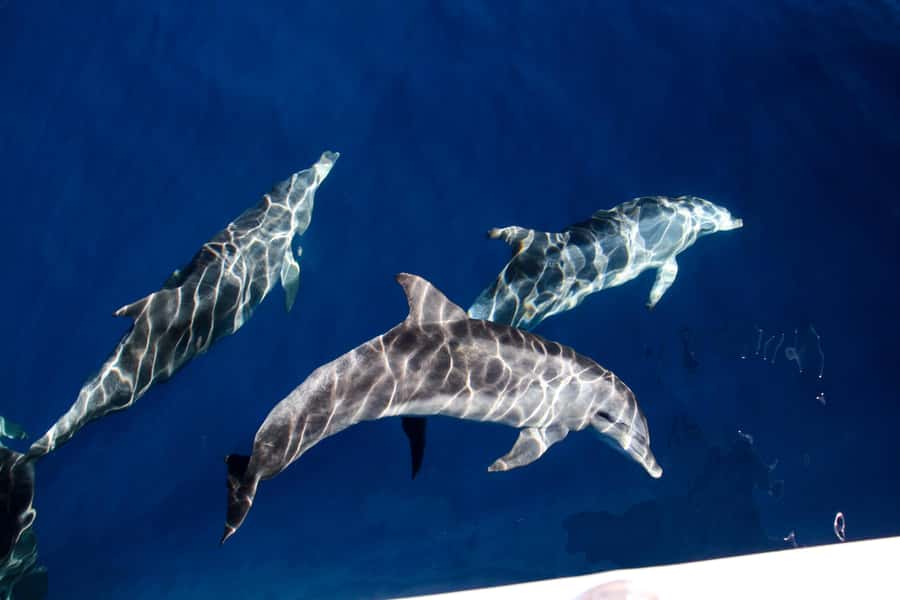 Gold Coast: Whale Watching Cruise & Sea World Entry - Key points to know before booking